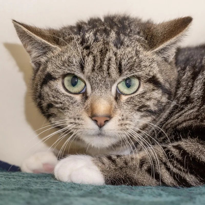 Chuckie Sue thumbnail 3