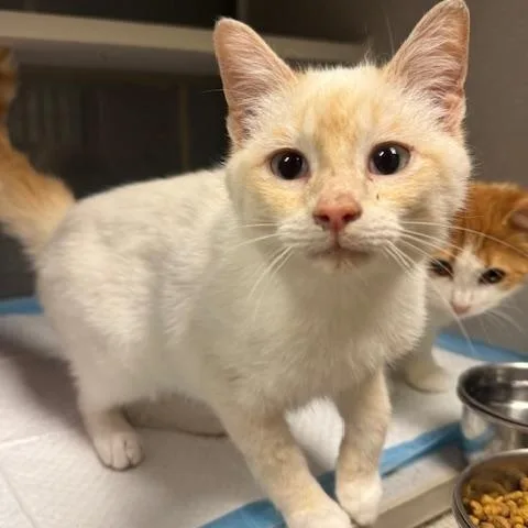 Charmander thumbnail 2