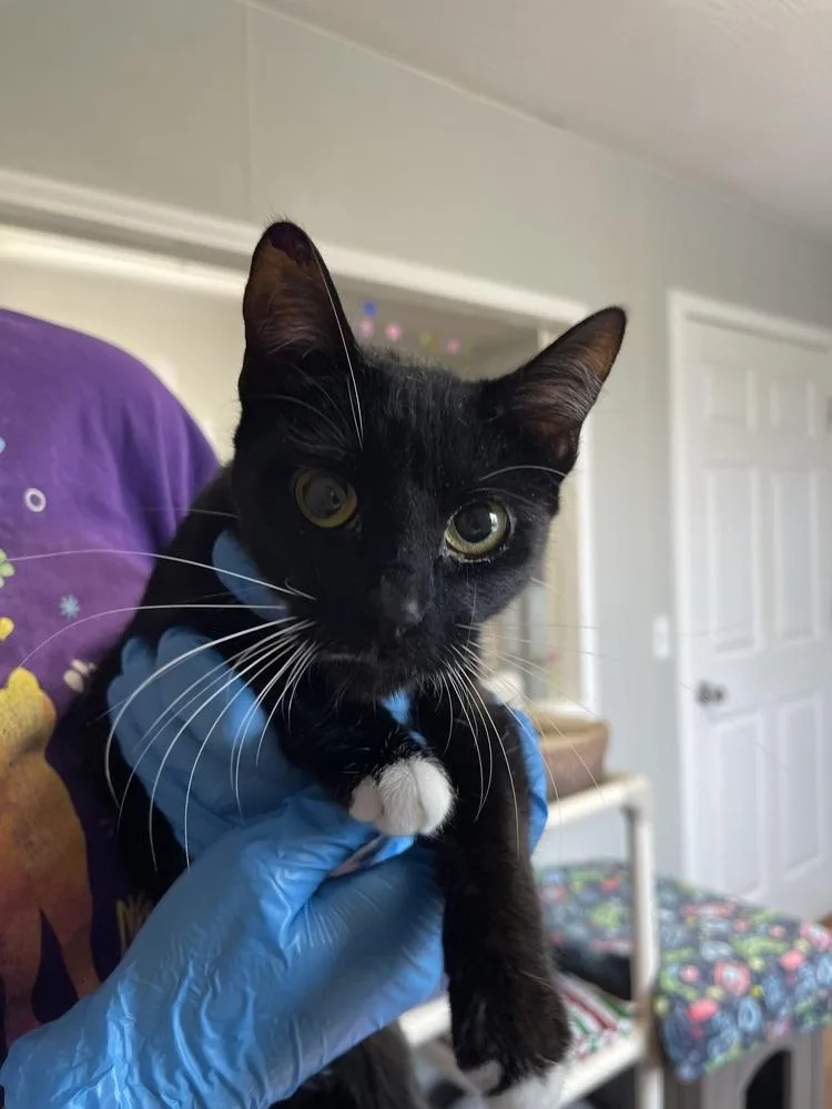 Princess Pea thumbnail 2