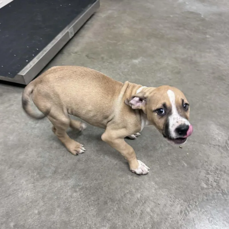 Christopher Robin thumbnail 2