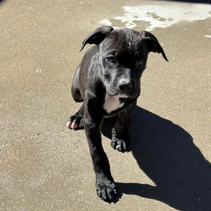 Heffalump thumbnail 2