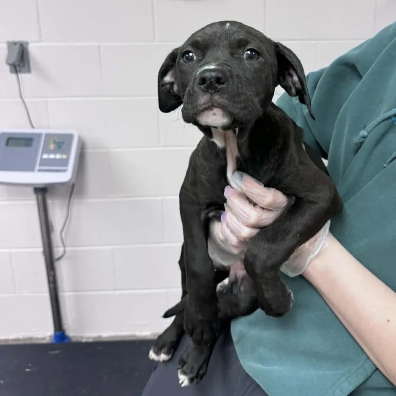 Heffalump thumbnail 3