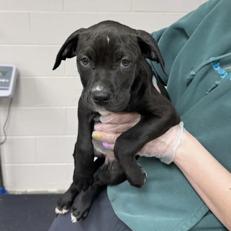 Heffalump thumbnail 4