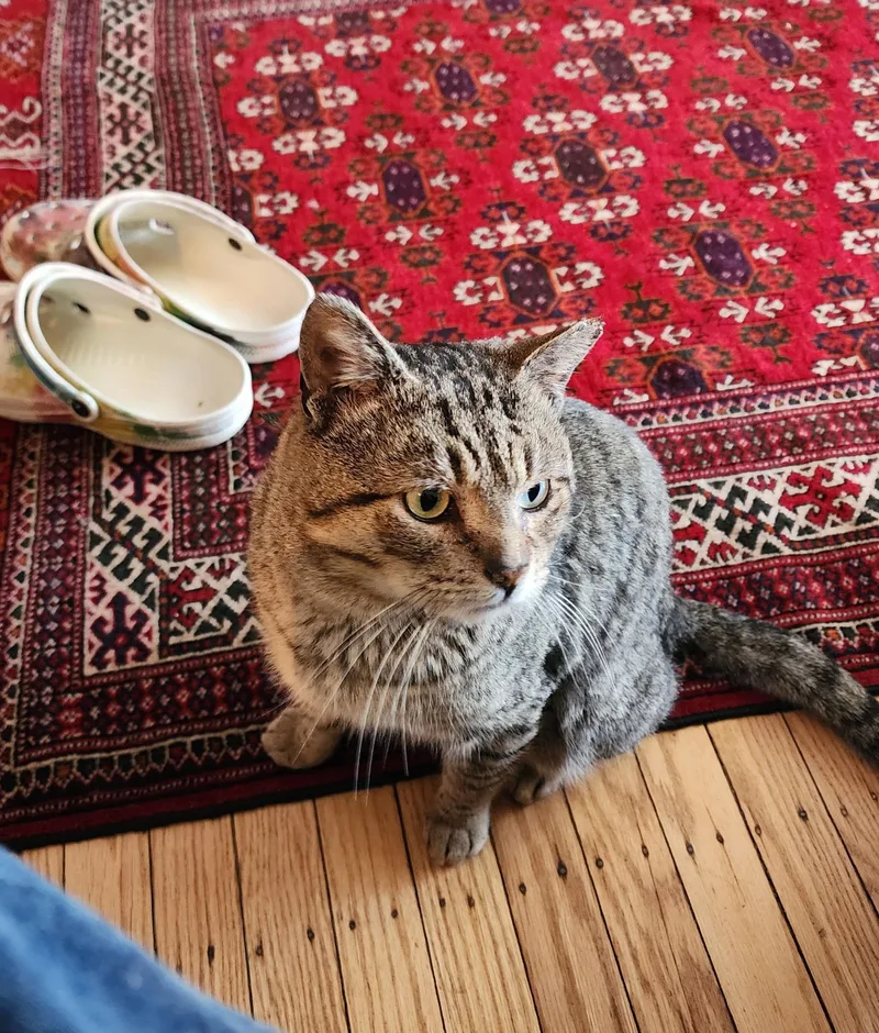 Hogan Hoopes thumbnail 3