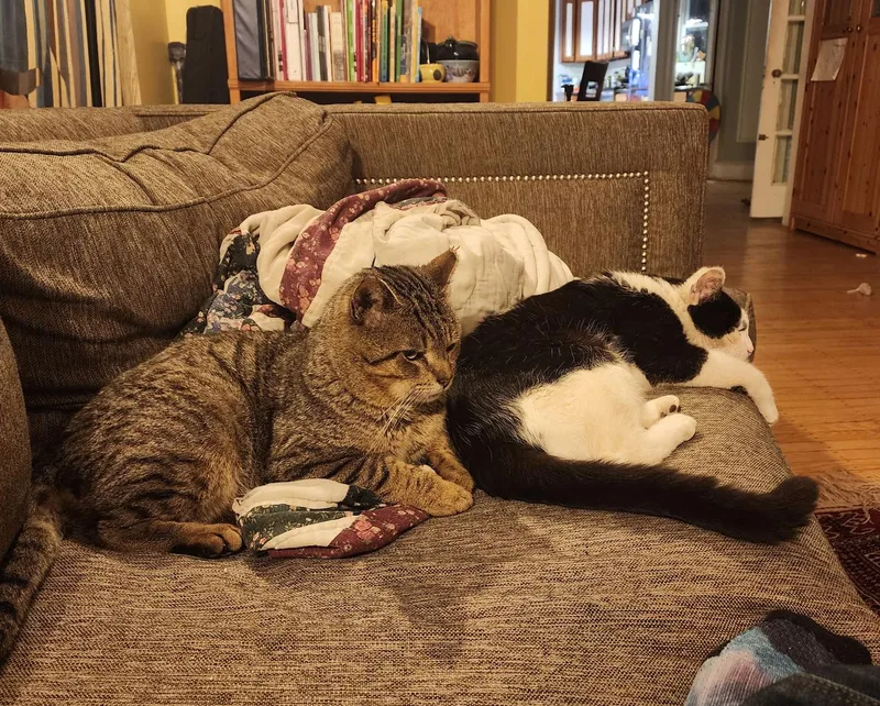 Hogan Hoopes thumbnail 4