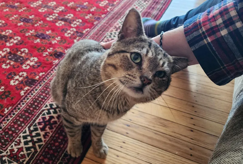 Hogan Hoopes thumbnail 5