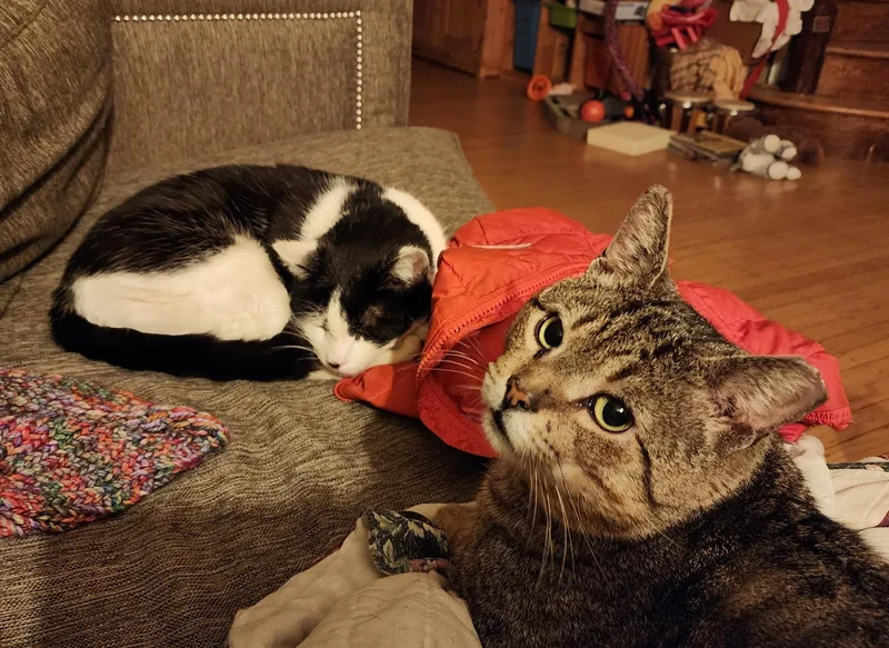 Hogan Hoopes thumbnail 6