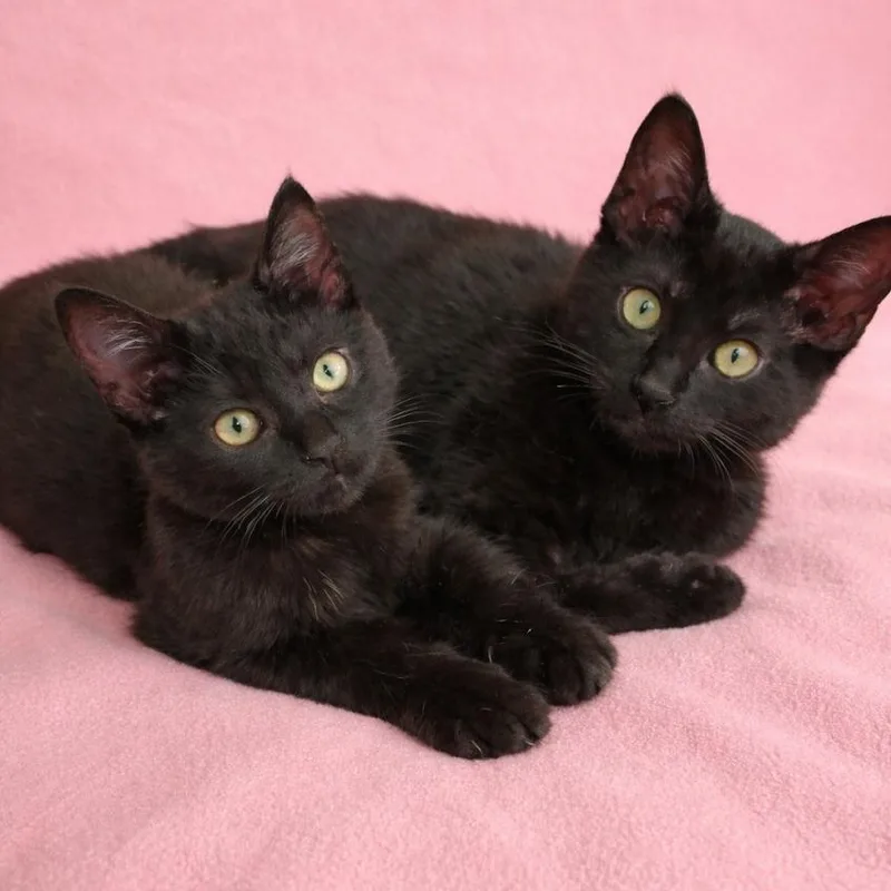 Raven And Willow thumbnail 2