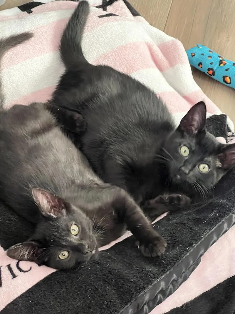 Raven And Willow thumbnail 3