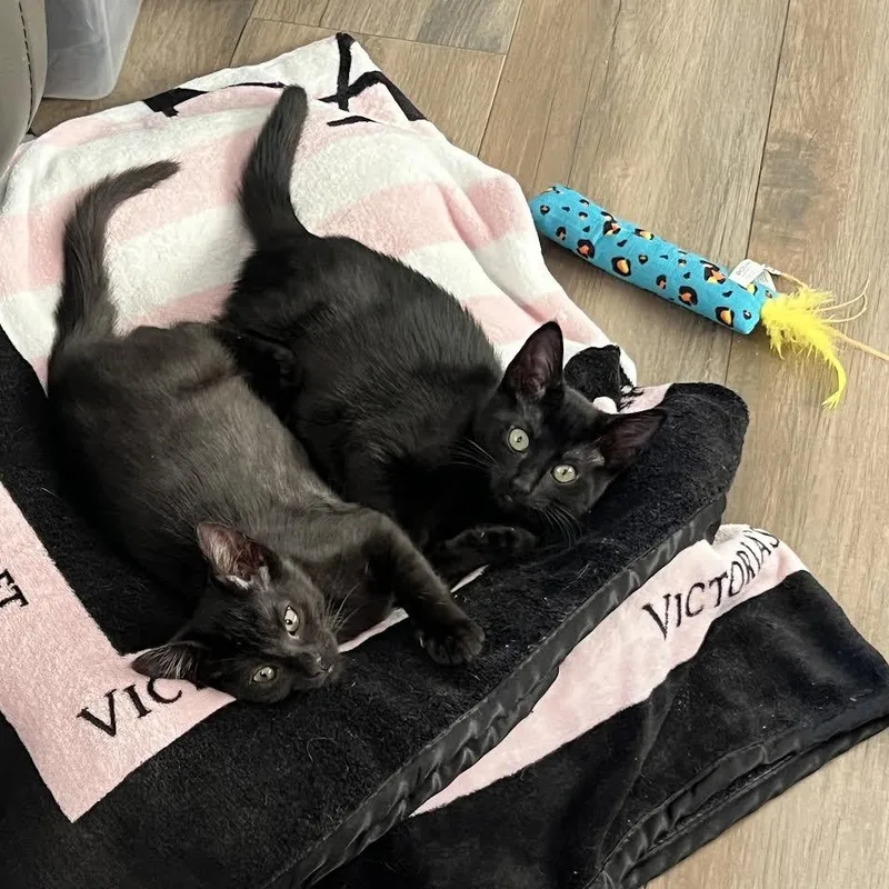 Raven And Willow thumbnail 4