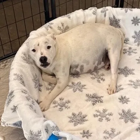 Sweet Pea thumbnail 2