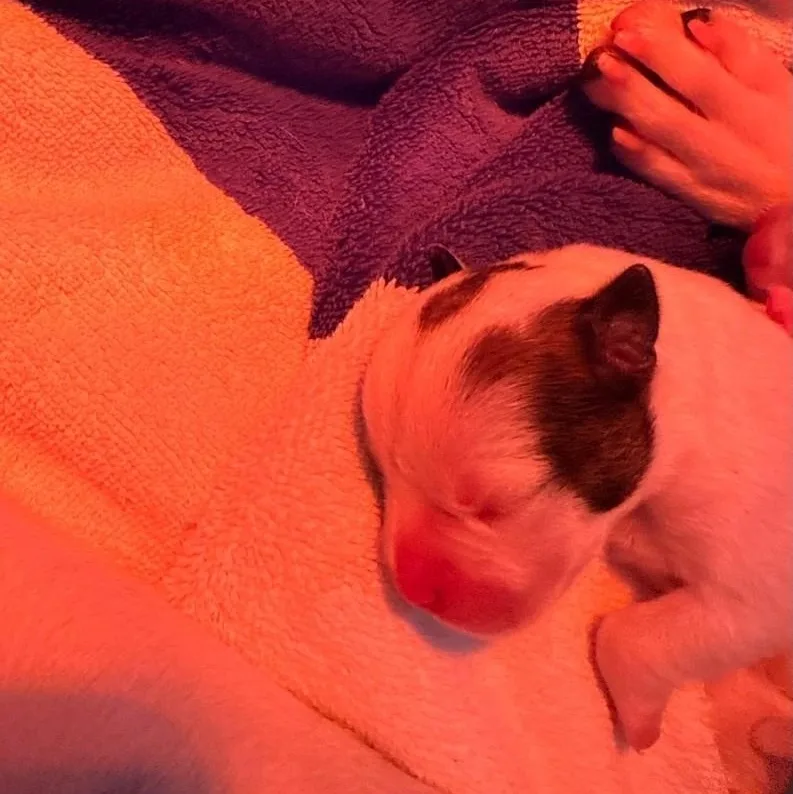 Larry Bird thumbnail 2