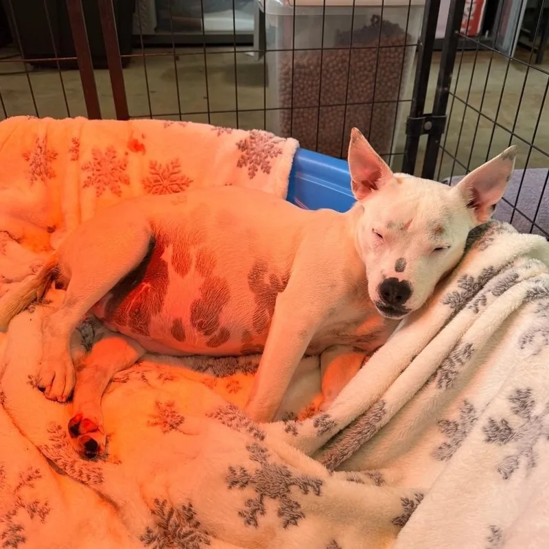 Larry Bird thumbnail 3