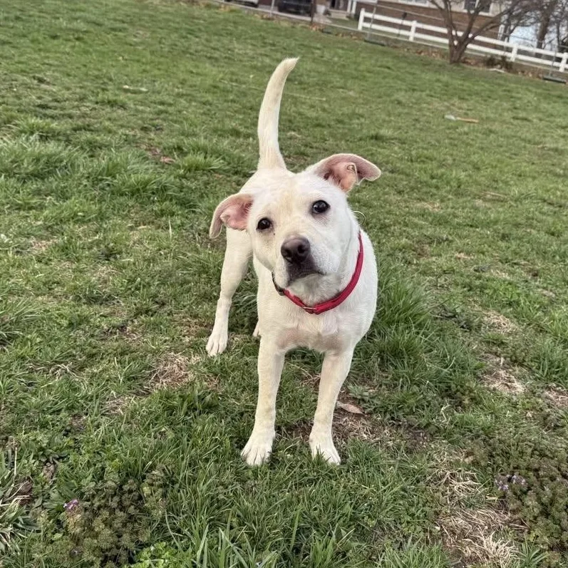 Tiger Lilly thumbnail 2