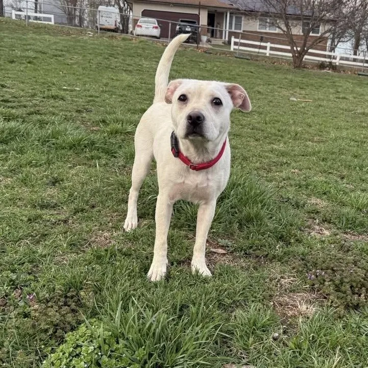 Tiger Lilly thumbnail 3