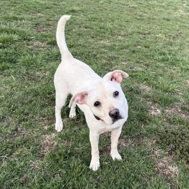 Tiger Lilly thumbnail 4