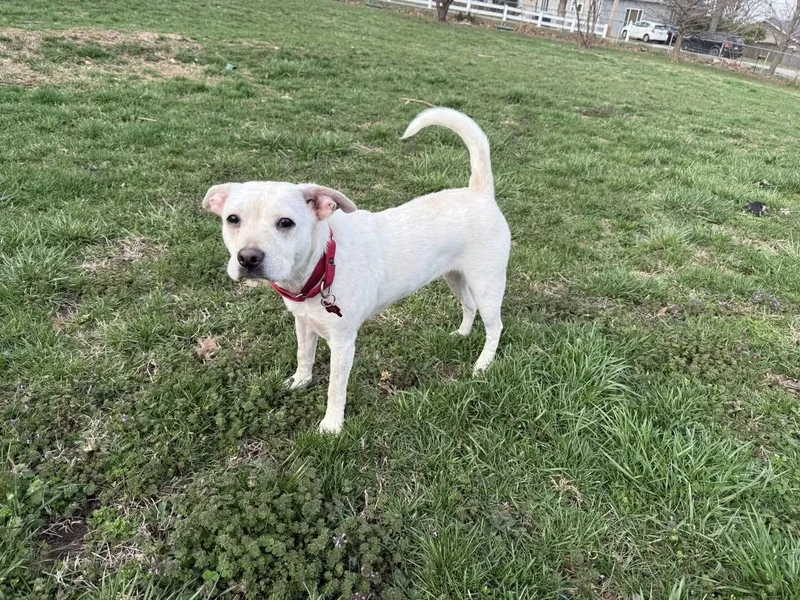 Tiger Lilly thumbnail 5