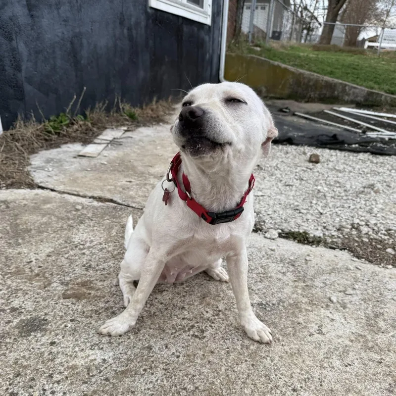 Tiger Lilly thumbnail 6