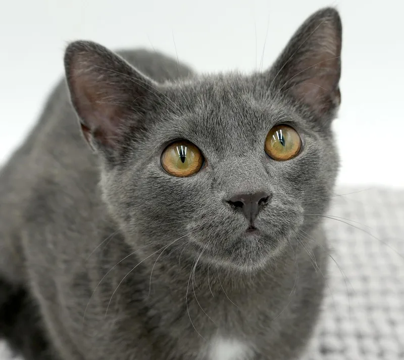 Goop Is Gorgeous  thumbnail 3