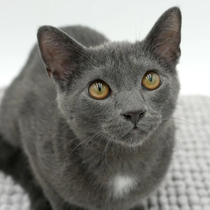 Goop Is Gorgeous  thumbnail 4