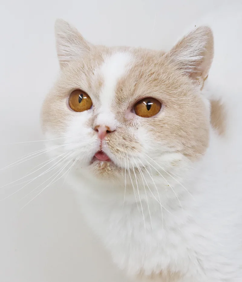 Roman Is Ridiculously Sweet!! thumbnail 2