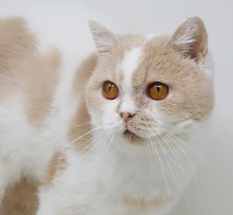 Roman Is Ridiculously Sweet!! thumbnail 3