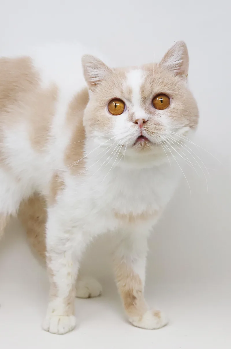 Roman Is Ridiculously Sweet!! thumbnail 5