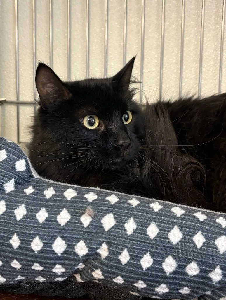 Pedro Pstststacal thumbnail 2