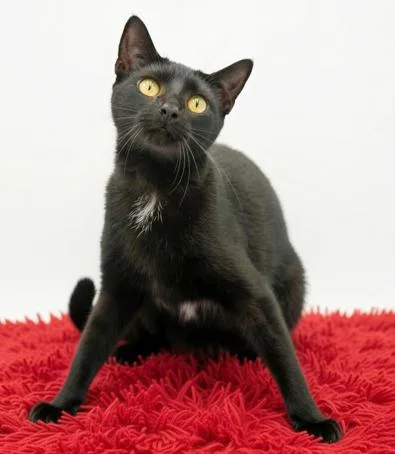 Morticia Is Simply Magic!