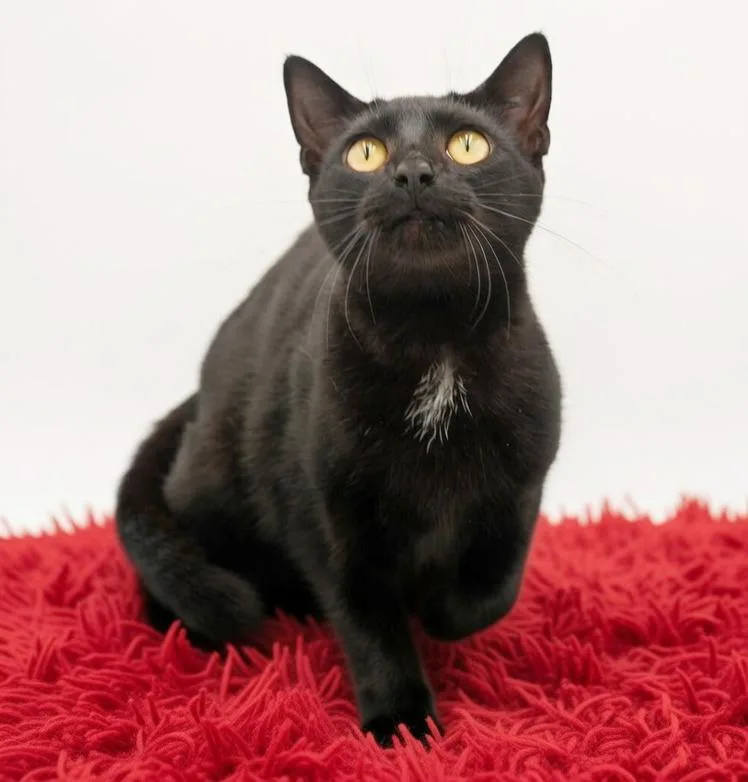 Morticia Is Simply Magic! thumbnail 2