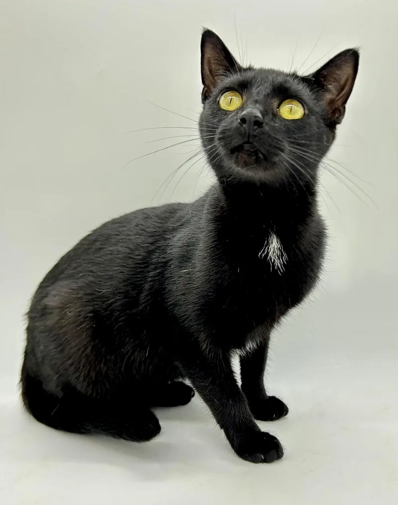 Morticia Is Simply Magic! thumbnail 3