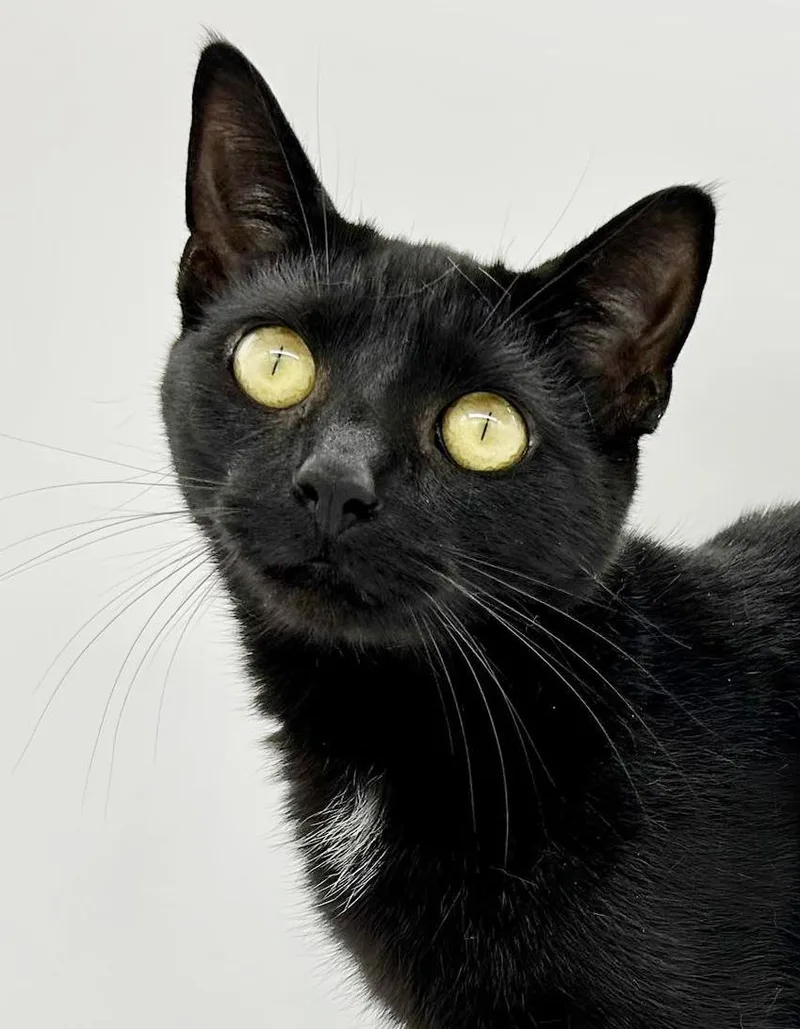 Morticia Is Simply Magic! thumbnail 5