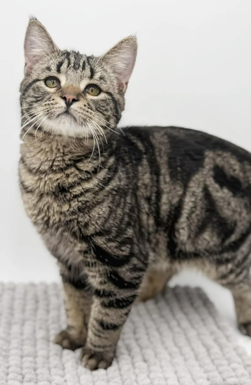 Noah Is Nothing Less