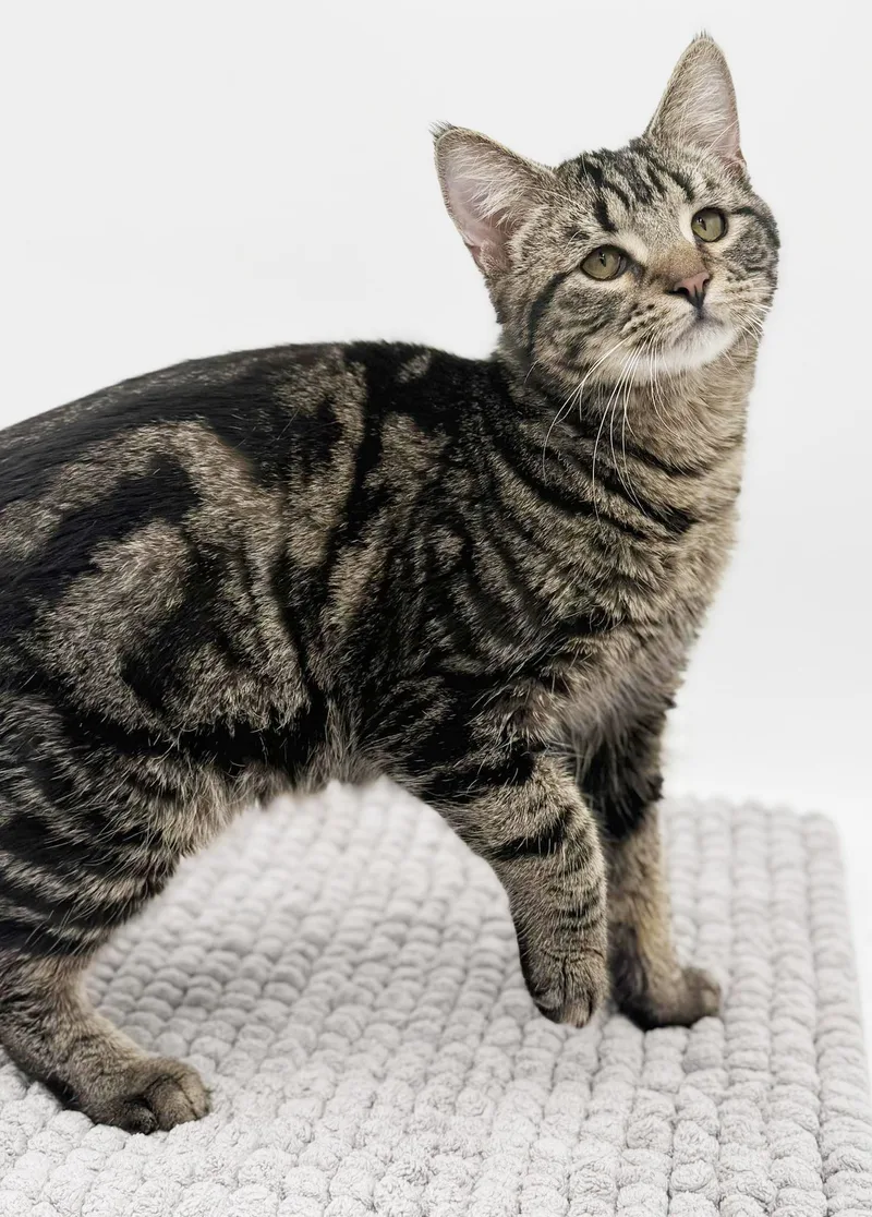 Noah Is Nothing Less thumbnail 4