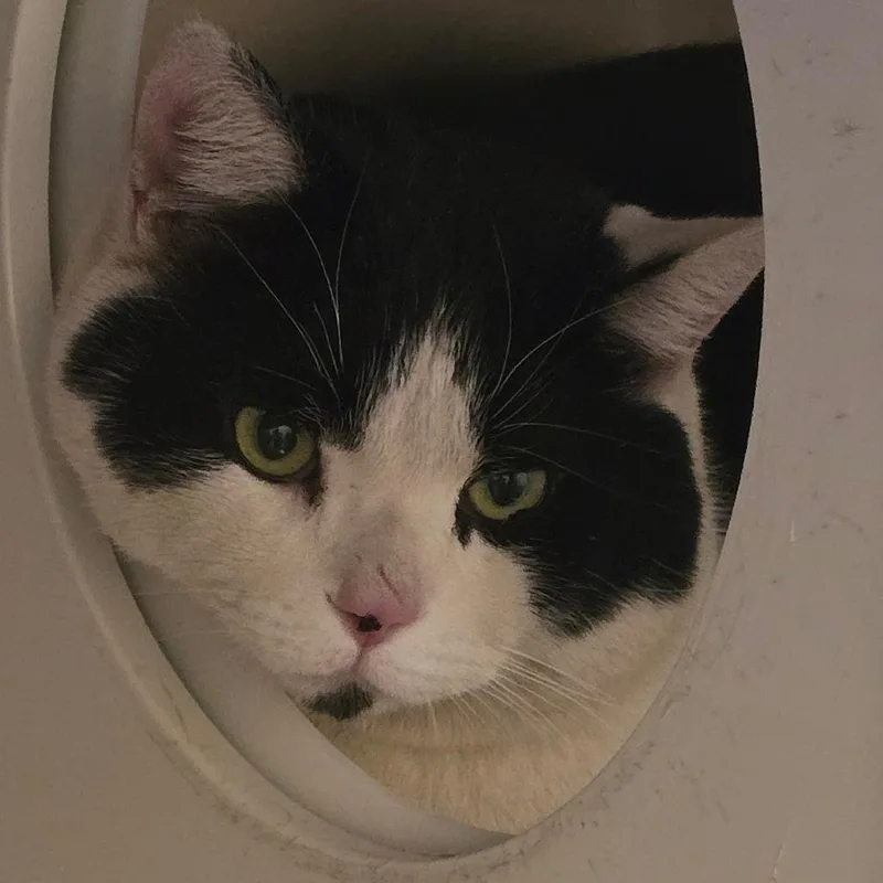 Cornelius thumbnail 2