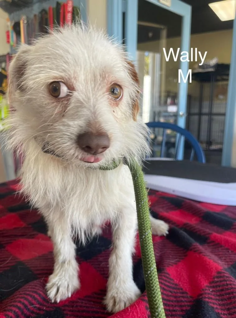 Wally