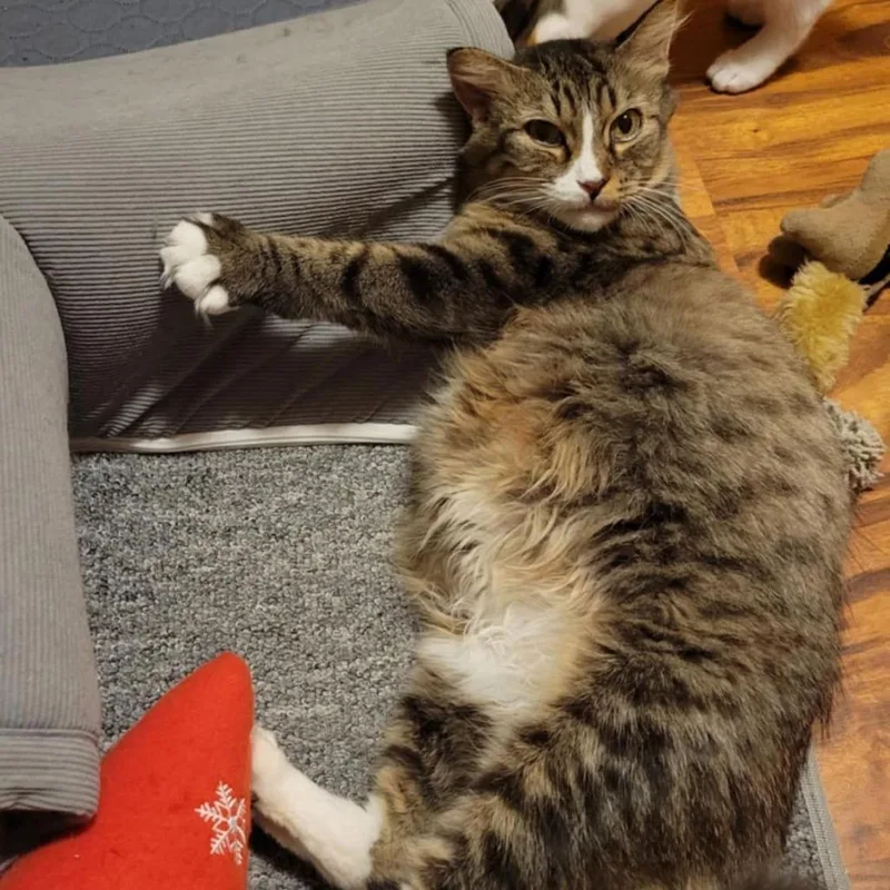 Pomegranate C thumbnail 2