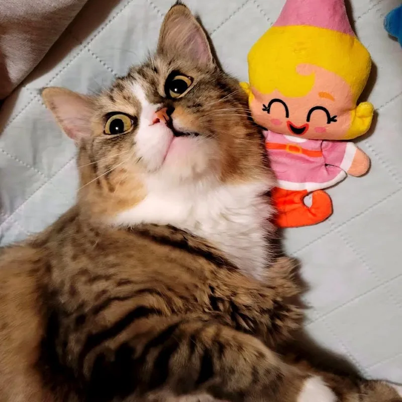 Pomegranate C thumbnail 3