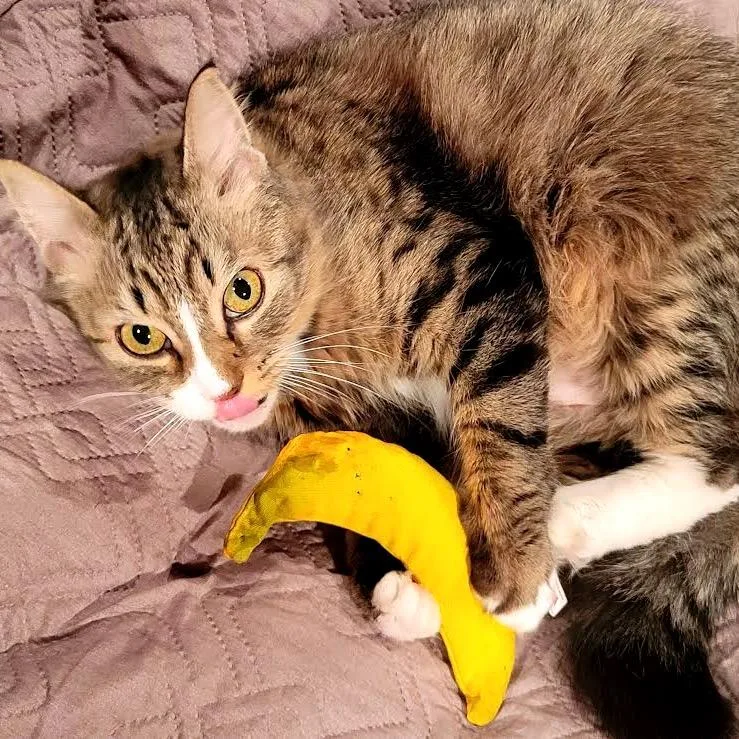 Pomegranate C thumbnail 4