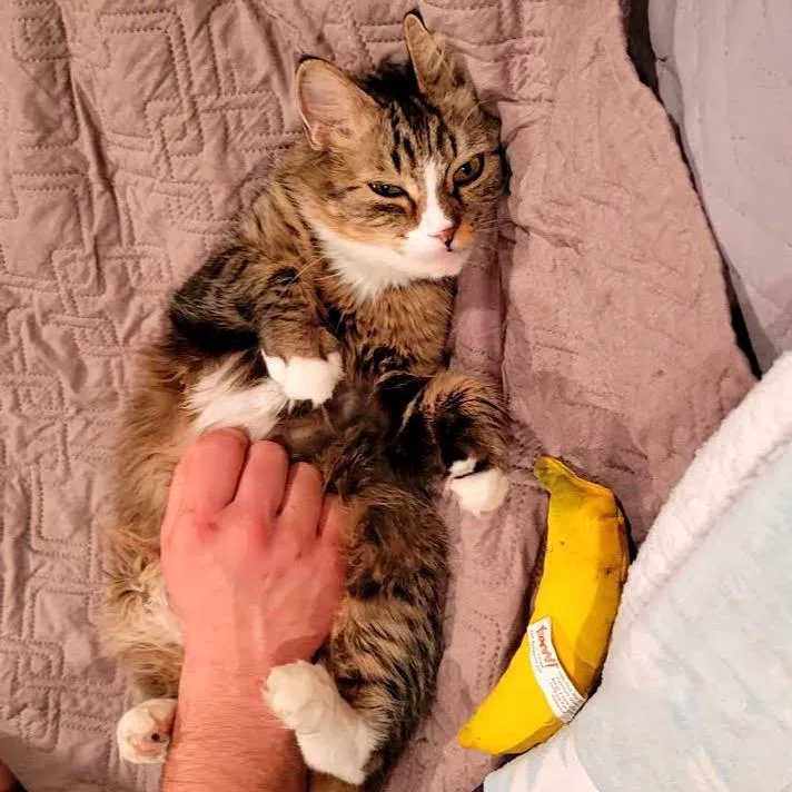 Pomegranate C thumbnail 5