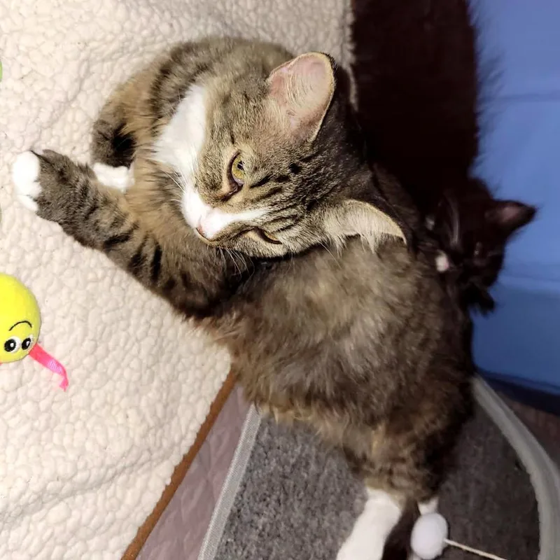 Pomegranate C thumbnail 6