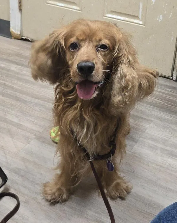 Maximillion thumbnail 2