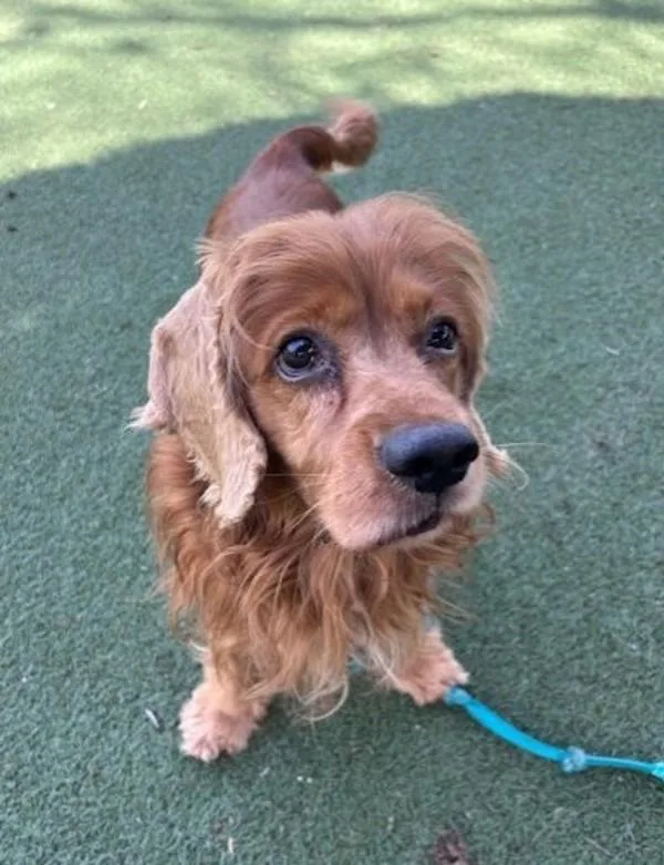 Maximillion thumbnail 3