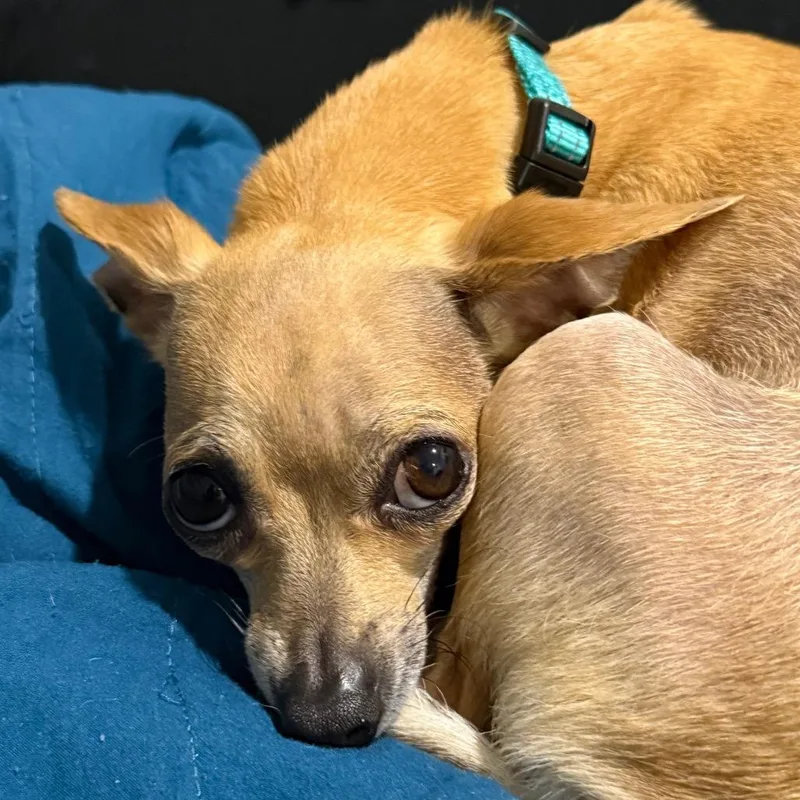 Breezy Johnson thumbnail 3