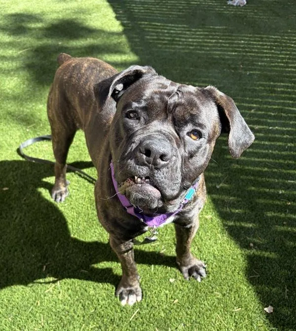 Priscillo thumbnail 2