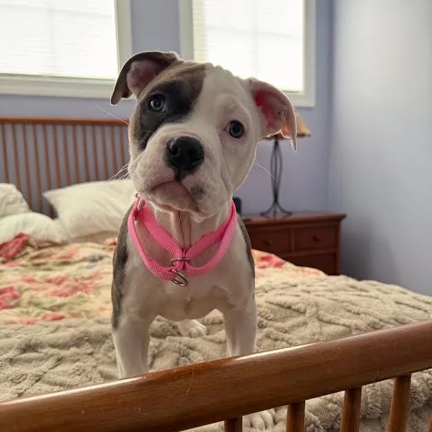 Liola Miola thumbnail 3