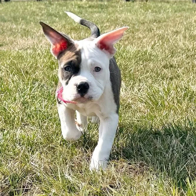 Liola Miola thumbnail 4