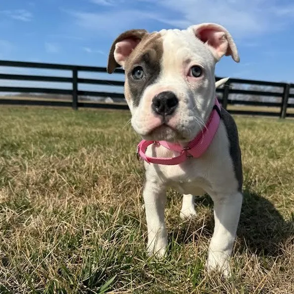 Liola Miola thumbnail 5