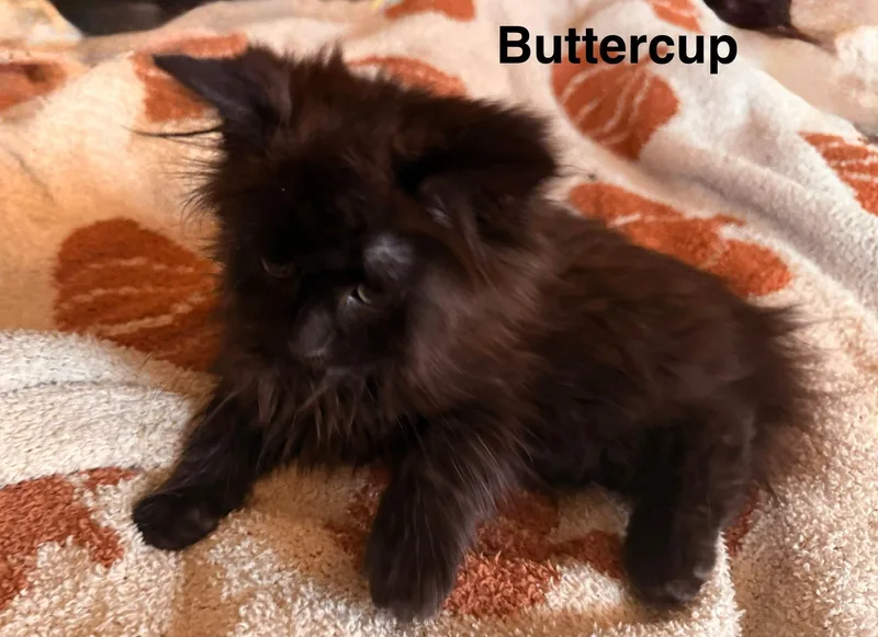 Buttercup