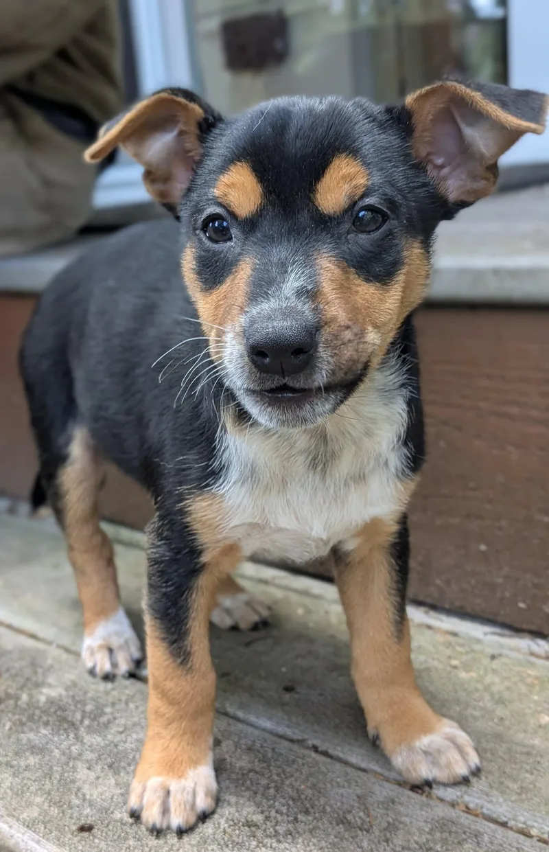 Daredevil thumbnail 4